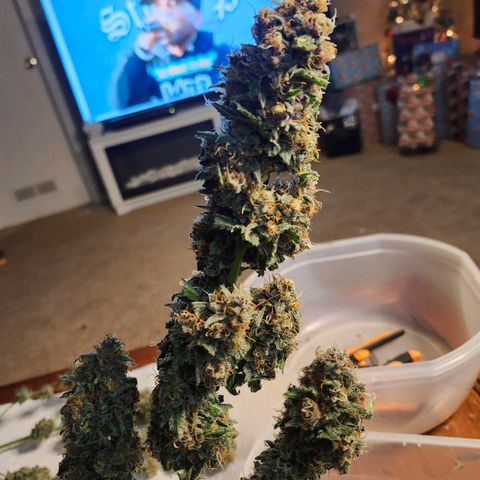 Original Auto Chemdawg growlog timeline photo