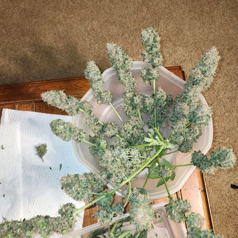 Original Auto Chemdawg growlog timeline photo