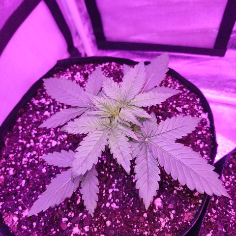 LSD-25 growlog timeline photo