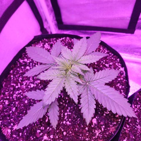 LSD-25 growlog timeline photo