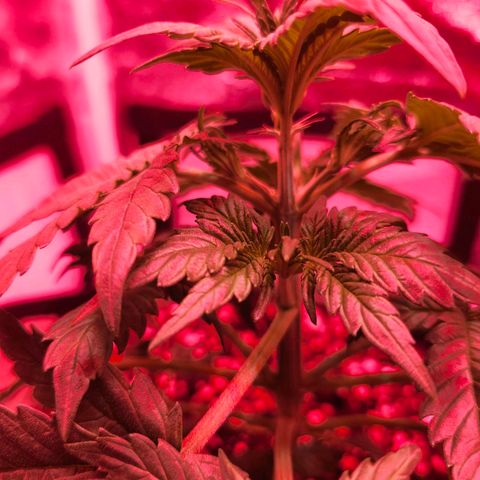 LSD-25 growlog timeline photo