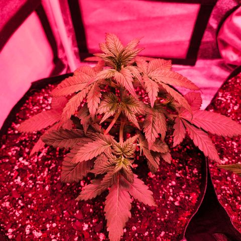 LSD-25 growlog timeline photo