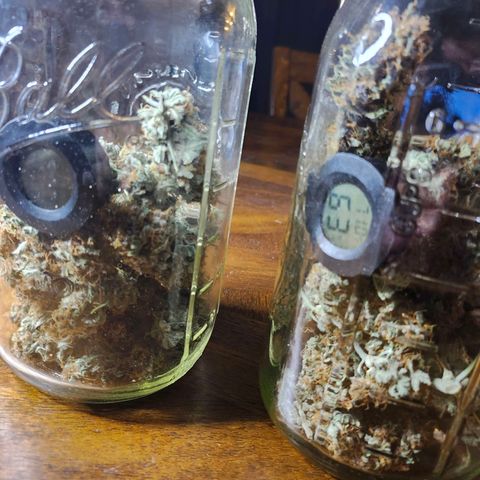 Original Auto Chemdawg growlog photo: 79 grams dried for 6 days