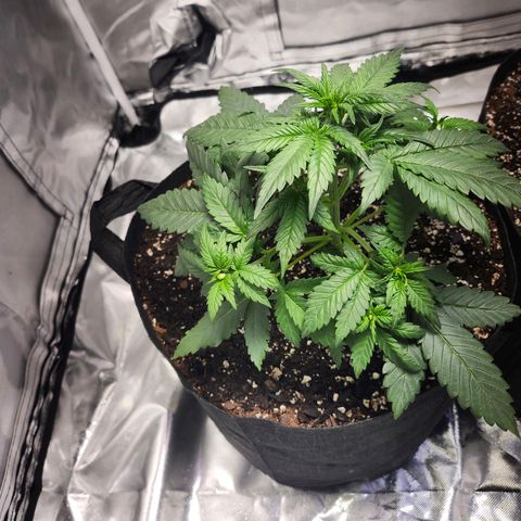LSD-25 growlog timeline photo