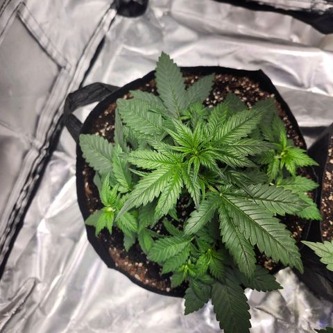 LSD-25 growlog timeline photo