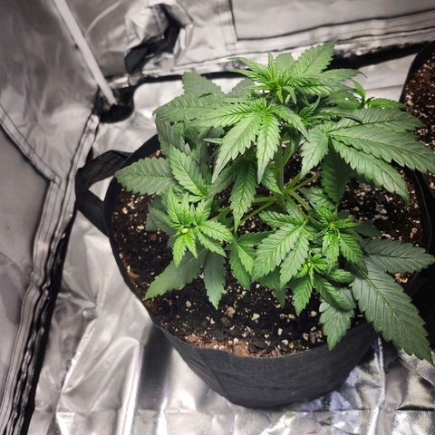 LSD-25 growlog timeline photo