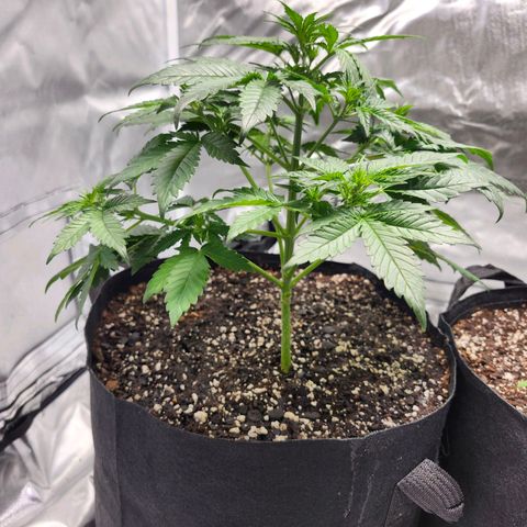 LSD-25 growlog timeline photo