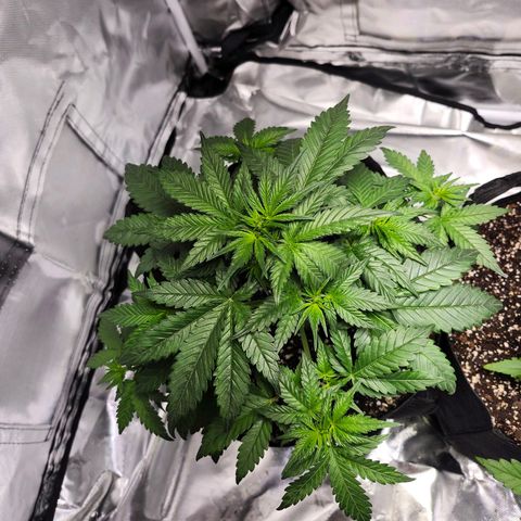LSD-25 growlog timeline photo