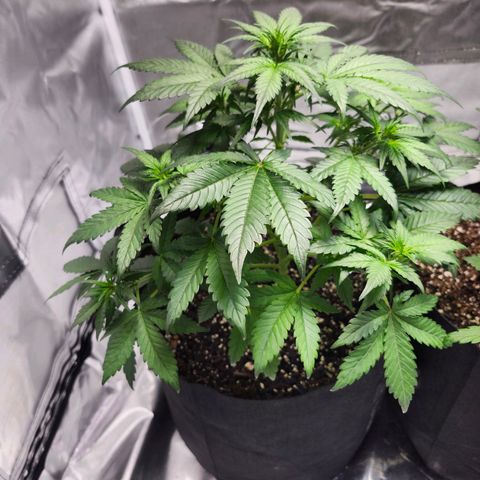 LSD-25 growlog timeline photo