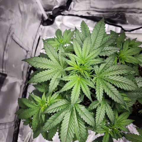 LSD-25 growlog timeline photo