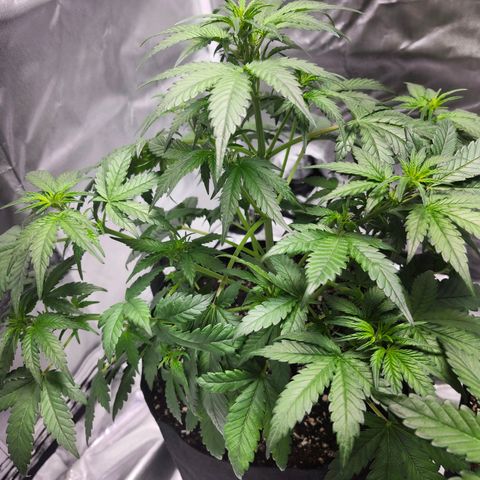 LSD-25 growlog timeline photo