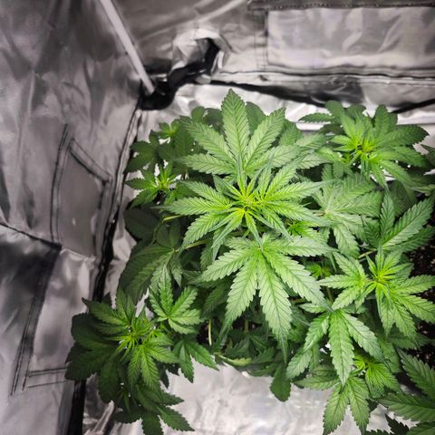 LSD-25 growlog timeline photo