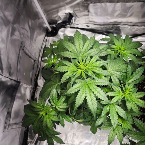 LSD-25 growlog timeline photo