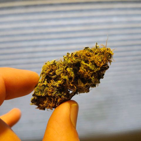 Original Auto Chemdawg growlog photo: Great smoke, not harsh at all. Ended up with fruity phenotype smells like ripe blueberries super frosty!