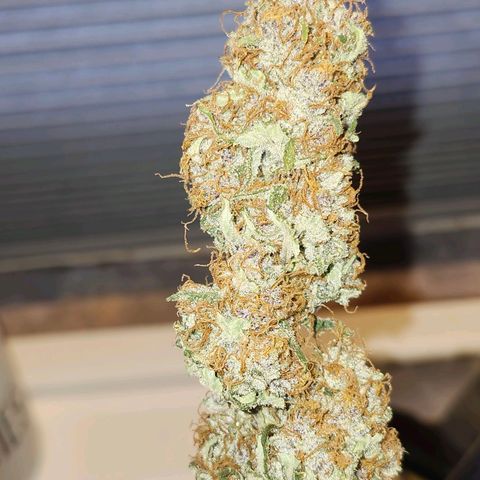 Original Auto Chemdawg growlog photo: Great smoke, not harsh at all. Ended up with fruity phenotype smells like ripe blueberries super frosty!
