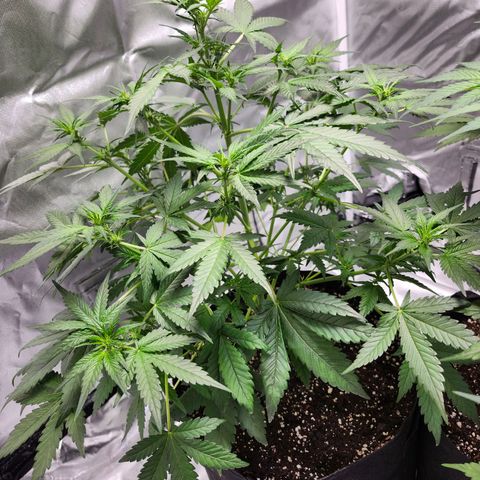 LSD-25 growlog timeline photo