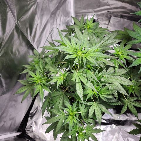 LSD-25 growlog timeline photo