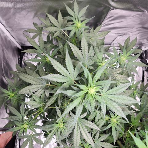 LSD-25 growlog timeline photo