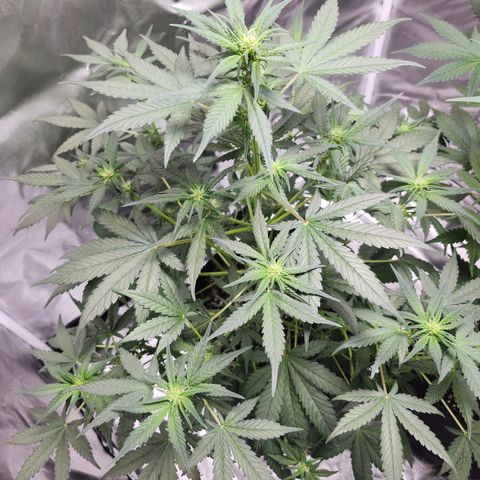 LSD-25 growlog timeline photo