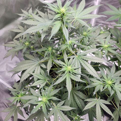 LSD-25 growlog timeline photo