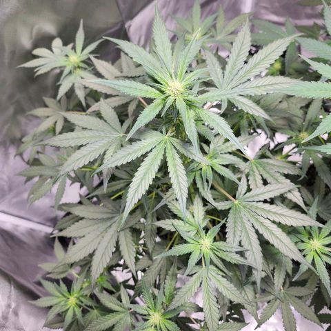 LSD-25 growlog timeline photo