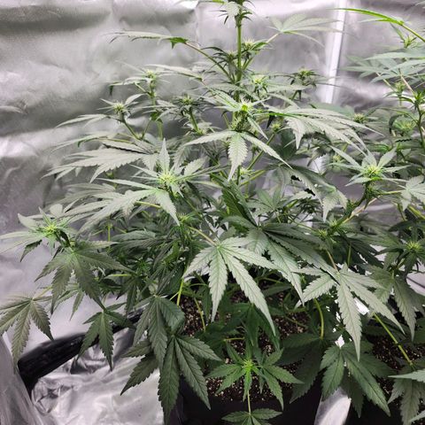 LSD-25 growlog timeline photo