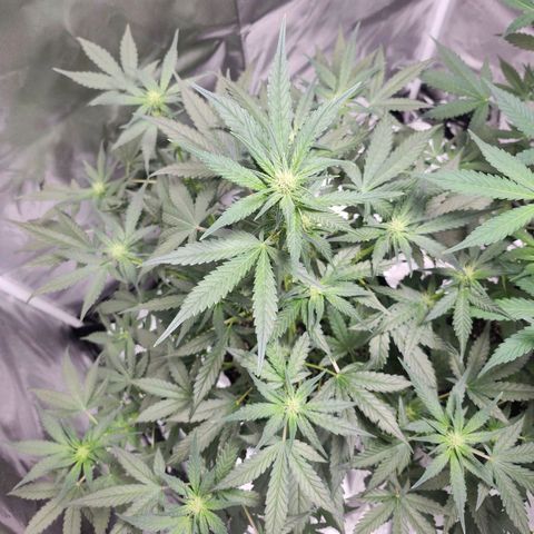LSD-25 growlog timeline photo