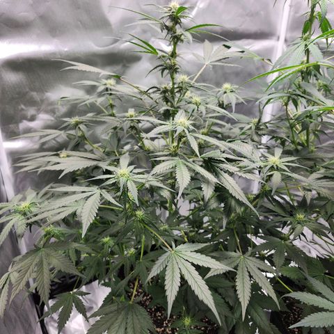 LSD-25 growlog timeline photo