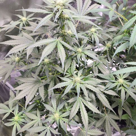 LSD-25 growlog timeline photo