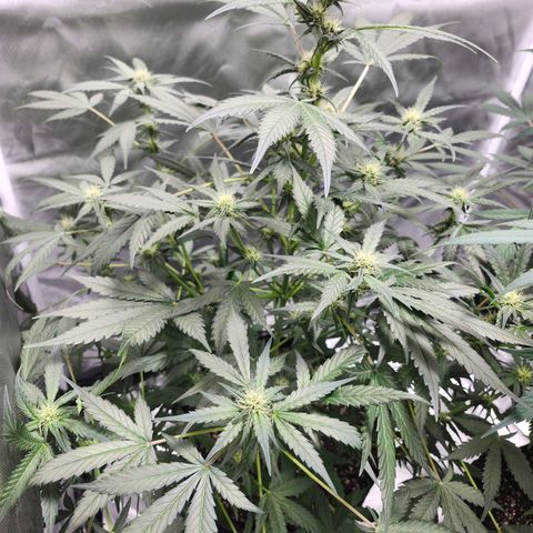 LSD-25 growlog timeline photo