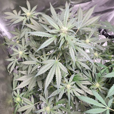 LSD-25 growlog timeline photo