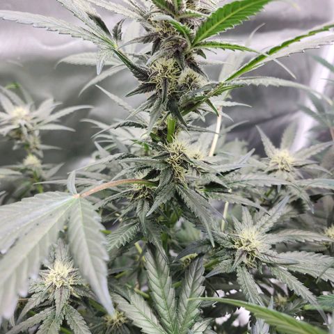 LSD-25 growlog timeline photo