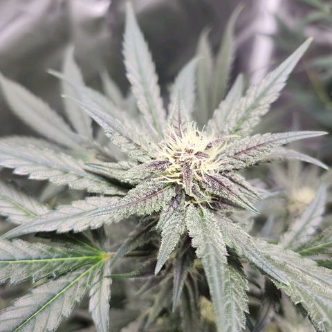 LSD-25 growlog timeline photo