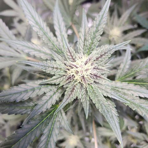 LSD-25 growlog timeline photo