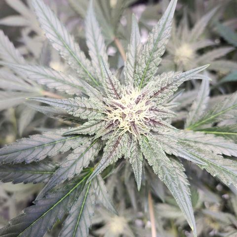LSD-25 growlog timeline photo