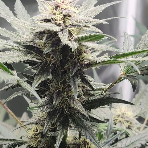 LSD-25 growlog timeline photo