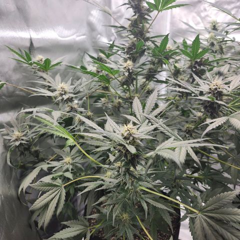 LSD-25 growlog timeline photo