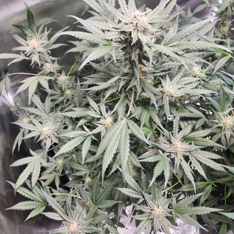 LSD-25 growlog timeline photo