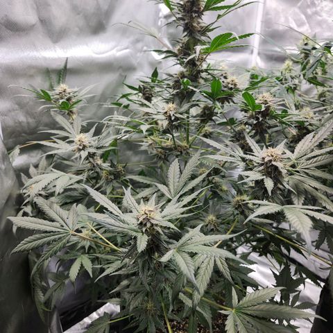 LSD-25 growlog timeline photo