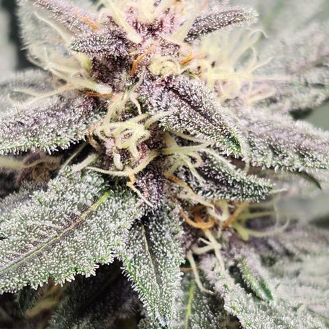 LSD-25 growlog timeline photo