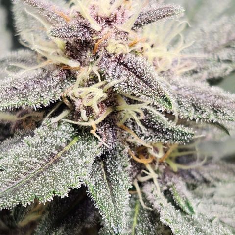 LSD-25 growlog timeline photo