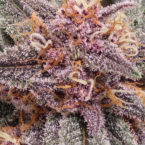LSD-25 growlog timeline photo