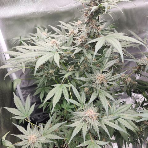 LSD-25 growlog timeline photo