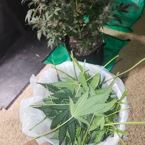 LSD-25 growlog timeline photo