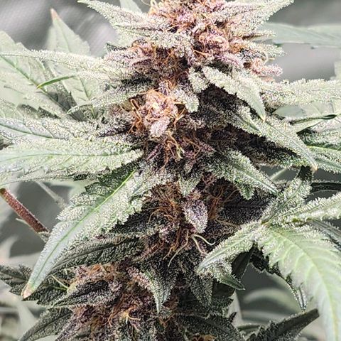 LSD-25 growlog timeline photo