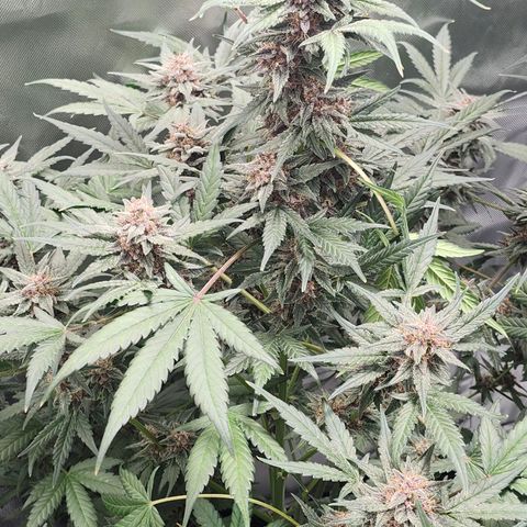 LSD-25 growlog timeline photo