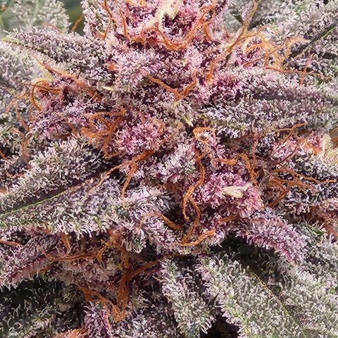 LSD-25 growlog timeline photo