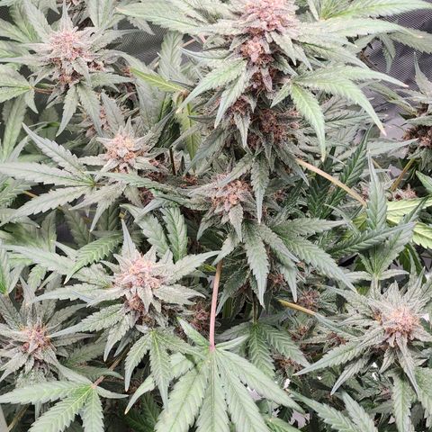 LSD-25 growlog timeline photo