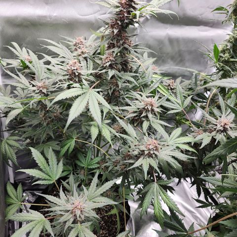 LSD-25 growlog timeline photo