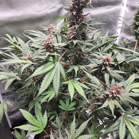 LSD-25 growlog timeline photo